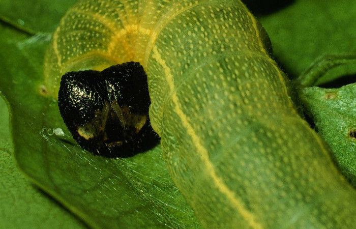 Figura 6. <i>Polygonus leo</i></i> (Hesperiidae) último estadio, posición frontal, Sector Santa Rosa, Cuesta Canyon Tigre. Voucher 94-SRNP-9649-DHJ26393.jpg.  