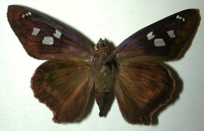 Figura 14. Adulto hembra de <i>Polygonus leo</i></i> (Hesperiidae) vista dorsal. Voucher 97-SRNP-3102-DHJ31992.jpg.