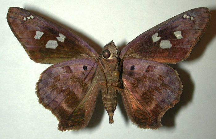 Figura 15. Adulto hembra de <i>Polygonus leo</i></i> (Hesperiidae) vista ventral. Voucher 97-SRNP-3102-DHJ31993.jpg.