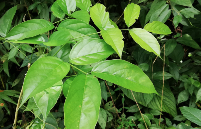 Figura 18. Planta hospedera <i>Lonchocarpus guatemalensis</i></i> (Fabaceae) de <i>Polygonus leo</i></i> (Hesperiidae). Foto. Gloria Sihezar. Octubre 2020.