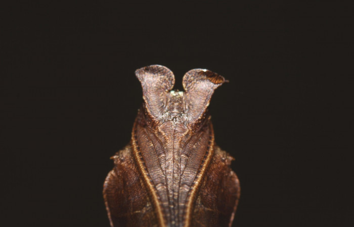 Fig.10  Pupa <i> Adelpha sophax</i></i> mostrando parte ventral.  Voucher: 17-SRNP-32417-DHJ740875.jpg