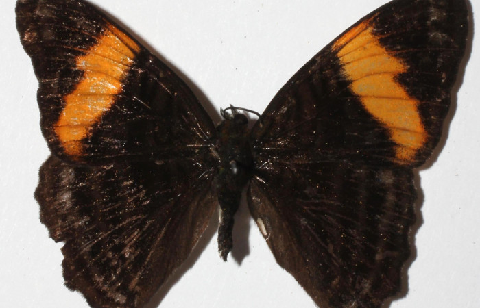 Fig. 11  Adulto <i> Adelpha sophax</i></i> dorsal.  Voucher: 11 17-SRNP-32416-DHJ938440.jpg