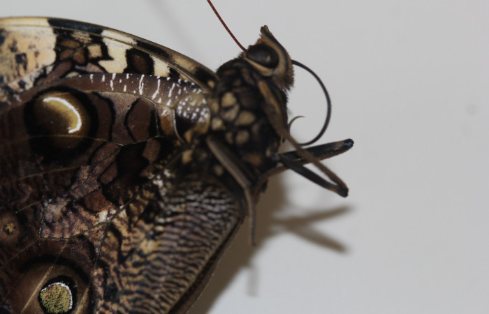 Fig.1 Adulto <i>Antirrhea lindigii</i></i>  estructura en forma de pajilla llamada proboscis usada para alimentarse en la mayoría de especies en la familia Nymphalidae.  Voucher: 20-SRNP-31355-DHJ778665.jpg