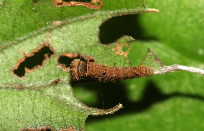  Fig.2  Larva <i>Adelpha sophax</i></i> en tercer estadio, mostrando característica importante de la forma de alimentarse en los primeros estadios mayoría de especies de la familia Nymphalidae.  Voucher: 17-SRNP-32416-DHJ740713.jpg