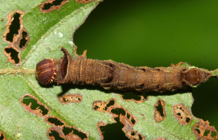  Fig.3  Larva <i>Adelpha sophax</i></i>  penultimo estadio parte mostrando dorsal.  Voucher:  17-SRNP-32415-DHJ740708.jpg