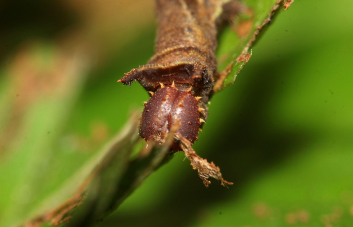  Fig.4  Larva <i>Adelpha sophax</i></i>  parte frontal mostrando espinas y patrón de colores.  Voucher: 17-SRNP-32415-DHJ740707.jpg