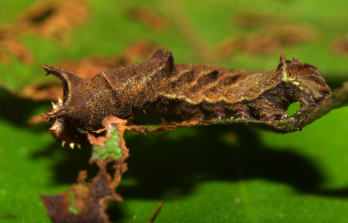  Fig.5  Larva <i>Adelpha sophax</i></i>  último estadio parte lateral mostrando.  Voucher: 17-SRNP-32415-DHJ740705.jpg