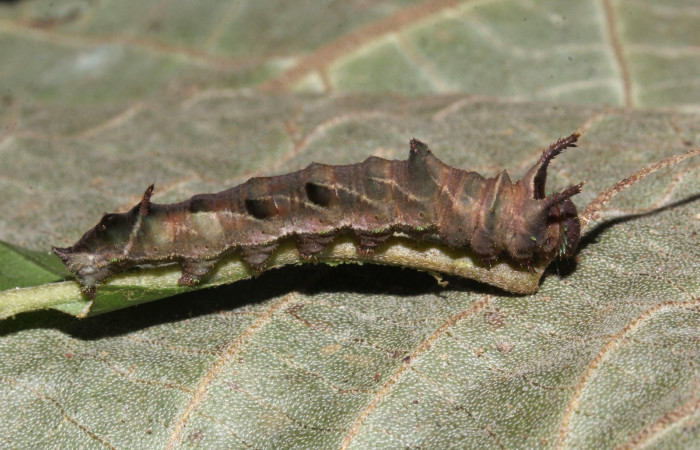  Fig.6  Larva <i>Adelpha sophax</i></i>  último estadio, parte lateral.  Voucher:  08-SRNP-72349-DHJ447251.JPG