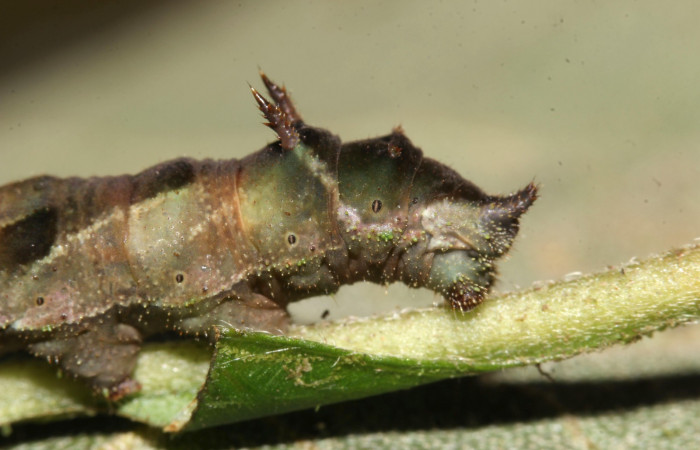  Fig.7  Larva <i>Adelpha sophax</i></i>  último estadio parte lateral mostrando espina en último segmento.  Voucher:  17-SRNP-32415-DHJ740758.jpg