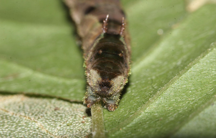  Fig.8  Larva <i>Adelpha sophax</i></i>  último estadio parte lateral mostrando antifaz en último segmento.  Voucher:  17-SRNP-32415-DHJ740758.jpg