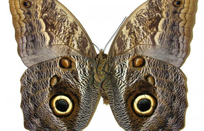 Fig. 1 Adulto macho <i>Caligo telamonius</i></i> (Nymphalidae), vista ventral mide 125mm. Puente Gongora, Sector Cacao 540m. 02-SRNP-23601-DHJ308323.