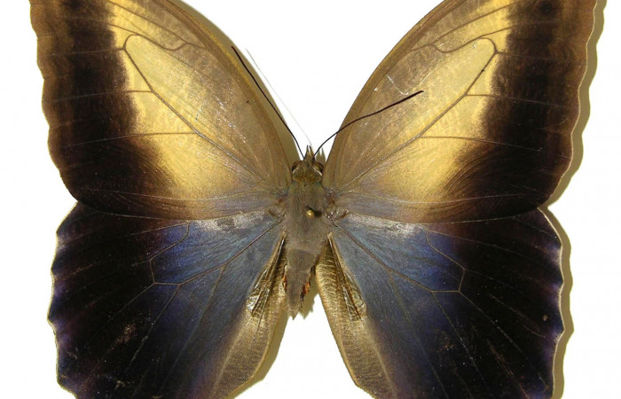 Fig. 2 Adulto macho <i>Caligo telamonius</i></i> (Nymphalidae), vista ventral mide 125mm. Puente Gongora, Sector Cacao 540m. 02-SRNP-23601-DHJ308322.