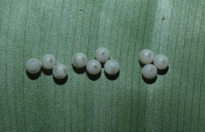 Fig. 3 Huevos <i>Caligo telamonius</i></i> (Nymphalidae), mide 2mm. Quebradona, Sector Pitilla 475.16-SRNP-71152-DHJ733192.