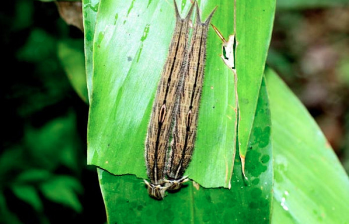 Fig. 4 Lavas <i>Caligo telamonius</i></i> (Nymphalidae), mide 70mm. Los Almendros, Sector El Hacha 290m.12-SRNP-21113-DHJ493281.