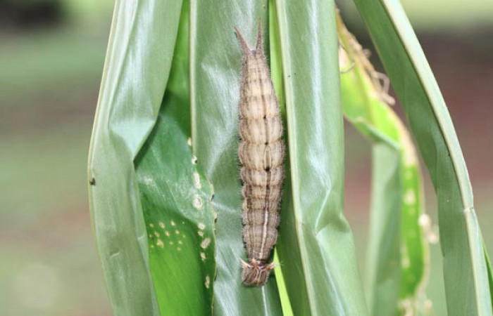 Fig. 5 Prepupa <i>Caligo telamonius</i></i> (Nymphalidae), mide 68mm. Los Almendros, Sector El Hacha 290m. 12-SRNP-21113-DHJ493282.