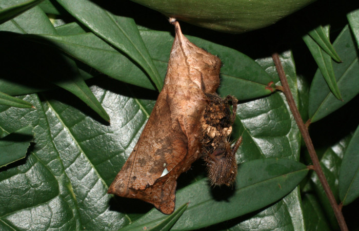 Fig. 6 Pupa <i>Caligo telamonius</i></i>    (Nymphalidae), Los Almendros, Sector El Hacha 290m.12-SRNP-21113-DHJ493283.
