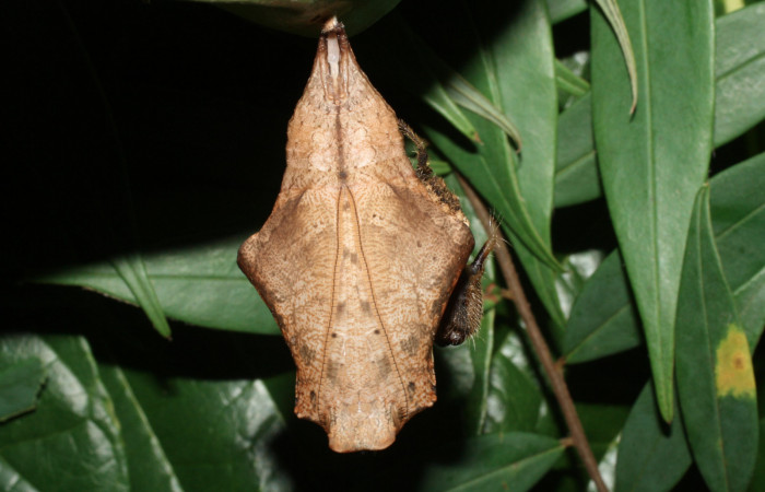 Fig. 7 Pupa <i>Caligo telamonius</i></i> (Nymphalidae), Los Almendros, Sector El Hacha 290m.12-SRNP-21113-DHJ493284.