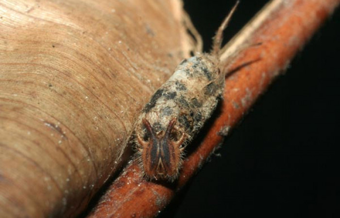 Fig. 8 Capullo de (Ichnemonidae) salió de larva <i>Caligo telamonius</i></i> (Nymphalidae).Estacion La Perla, Sector Mundo Nuevo. 08-SRNP-20540-DHJ462251.
