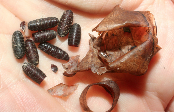 ,Fig. 9 Puparias de (Tachiniidae) salió de pupa <i>Caligo telamonius</i></i> (Nymphalidae).Estacion La Perla, Sector Mundo Nuevo. 07-SRNP-57110-DHJ461975.
