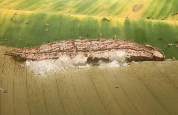 Fig. 10 Capullo de (Braconidae) salió de larva <i>Caligo telemoius</i></i> (Nymphalidae), Los Almendros, Sector El Hacha 290m.12-SRNP-21113-DHJ493284.