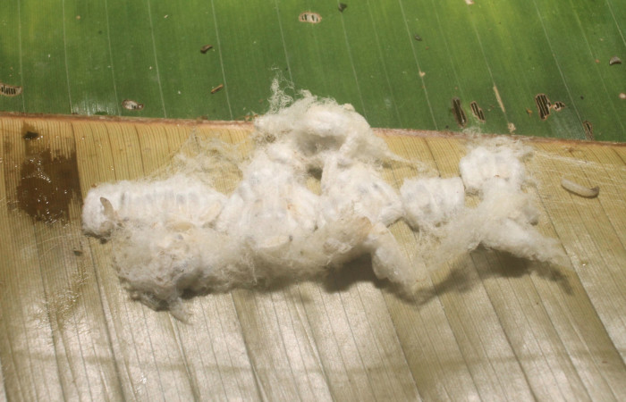 ,Fig. 11 Capullo de (Braconidae) salió de larva <i>Caligo telamonius</i></i> (Nymphalidae). quebrada Banbu, Sector Rincon Rain forest. 15-SRNP-75134-DHJ716199.jpg