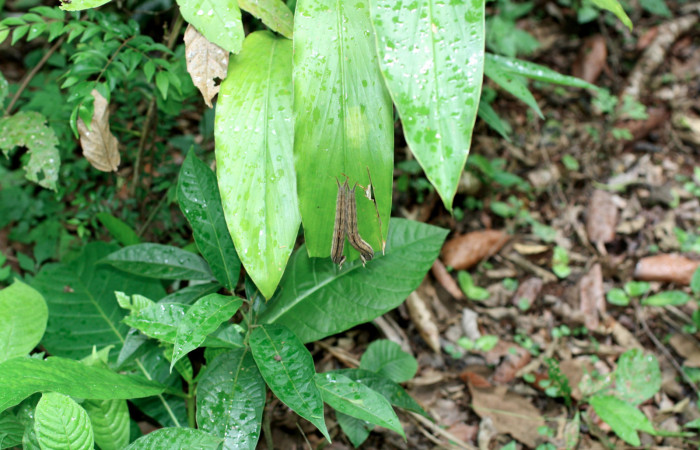 Fig. 12 Planta <i>Renealmia aromatica</i></i> (Zingiberaceae) hospedero de larva <i>Caligo telamonius</i></i> (Nymphalidae), Los Almendros, Sector El Hacha 290m.
