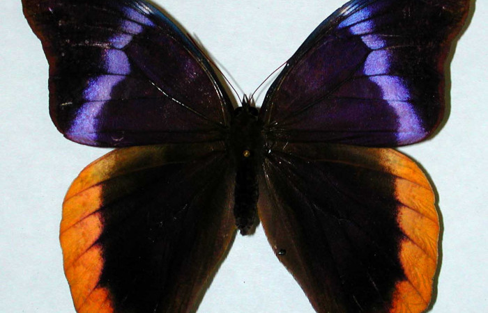  Fig 1. Vista dorsal hembra <i>Catoblepia championi</i></i> (Nymphalidae), mide 98mm. Rio Blanco Abajo, Sector San Cristobal 500m. 00-SRNP-11634-DHJ35194.