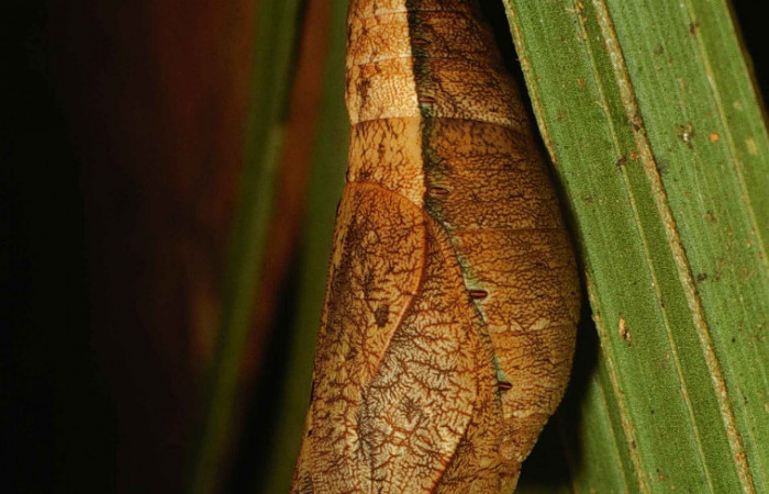 Fig 10. Pupa Vista diagonal entera i]Catoblepia championi</i> (Nymphalidae), mide 40mm Rio Blanco Abajo Sector San Cristobal 500m. 00-SRNP-11634-DHJ54506.