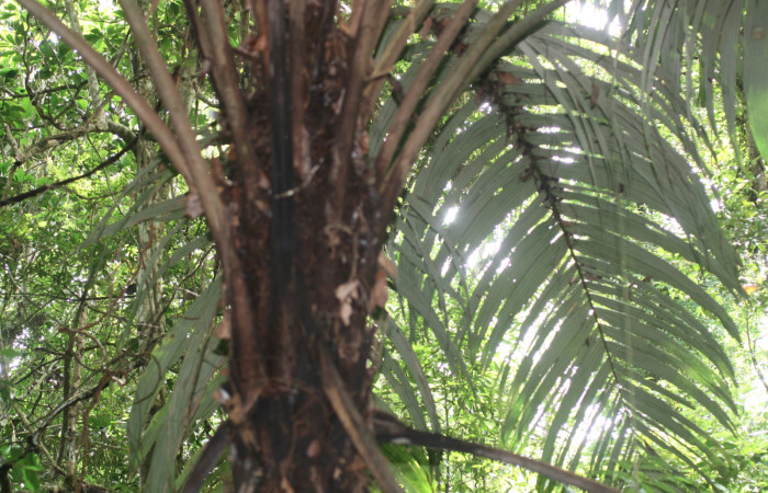 Fig 11. Planta de (Arecaceae) <i>Astrocaryum alatum</i></i> Del Oro Tangelo Ago 24 2015.