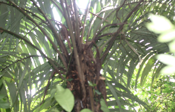 Fig 12. Planta de (Arecaceae) <i>Astrocaryum alatum</i></i> Del Oro Tangelo Ago 24 2015.