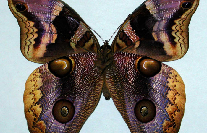  Fig. 2 Vista ventral hembra <i>Catoblepia championi</i></i> (Nymphalidae), mide 98mm. Rio Blanco Abajo, Sector San Cristobal 500m. 00-SRNP-11634-DHJ35195.