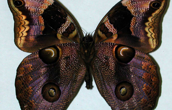  Fig 4. Vista ventral macho <i>Catoblepia championi</i></i> (Nymphalidae) mide 98mm Rio Blanco Abajo Sector San Cristobal 500m. 01-SRNP-3460-DHJ35197.