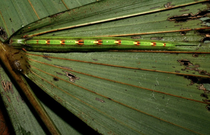  Fig 5. Larva dorsal entera de [<i>Catoblepia championi</i></i> (Nymphalidae), 92mm Sendero Cuestona, Sector Pitilla 540m. (09-SRNP-32331-DHJ461554.