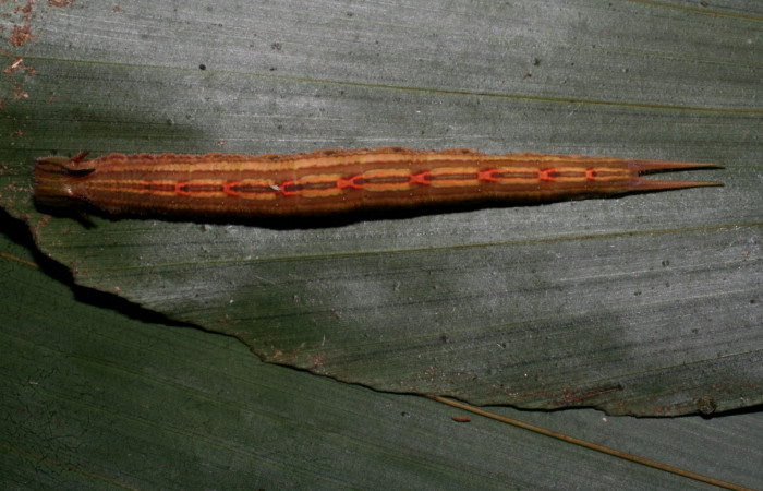Fig 7. Prepupa Vista dorsal entera <i>Catoblepia championi</i></i> (Nymphalidae), mide 40mm Sendero Cuestona Sector Pitilla 640m. 09-SRNP-32331-DHJ464203.jpg.