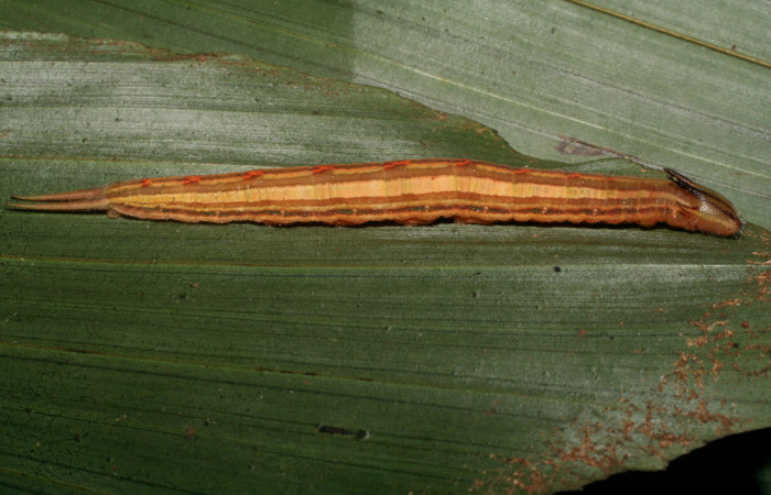 Fig 8. Prepupa Vista dorsal entera <i>Catoblepia championi</i></i> (Nymphalidae), mide 40mm Sendero Cuestona Sector Pitilla 640m. 09-SRNP-32331-DHJ464204.