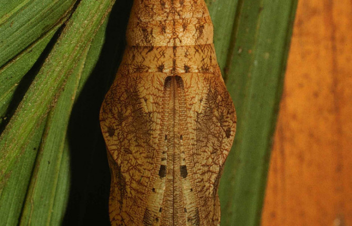 Fig 9. Pupa Vista dorsal entera <i>Catoblepia championi</i></i> (Nymphalidae), mide 40mm Rio Blanco Abajo Sector San Cristobal 500m. 00-SRNP-11634-DHJ54504.
