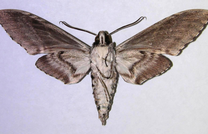 Adulto de... posici[on ventral