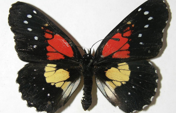 Fig. 1. Adulto vista ventral hembra de <i>Chlosyne gaudialis</i></i> (Nymphalidae) mide 51 mm. Rio Blanco Abajo, Sector San Cristobal, 500 m. 08-SRNP-2666-DHJ394913.