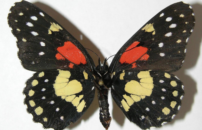  Fig. 2. Adulto vista dorsal de la hembra de <i>Chlosyne gaudialis</i></i> (Nymphalidae) mide 51 mm. Rio Blanco Abajo, Sector San Cristobal, 500 m. 08-SRNP-2666-DHJ394912.