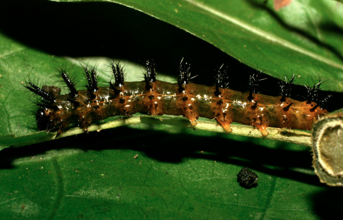 Fig. 3. Larva de <i>Chlosyne gaudialis</i></i> (Nymphalidae) mide 28  mm. Rio Blanco Abajo, Sector San Cristobal, 500 m. 08-SRNP-32360-DHJ446030.