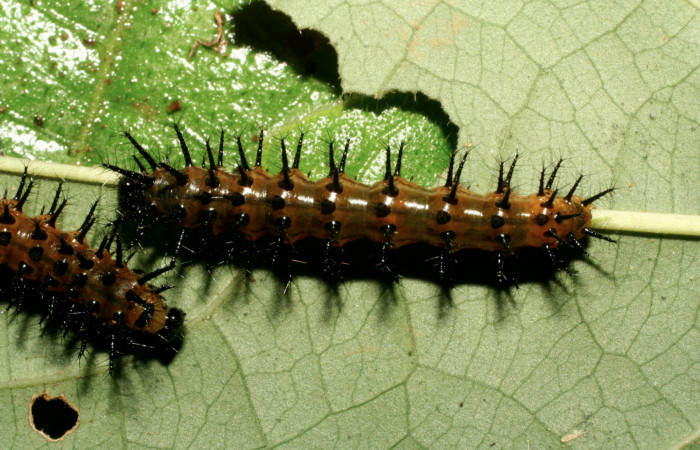 Fig. 4. Larva de <i>Chlosyne gaudialis</i></i> (Nymphalidae) mide 28 mm. Rio Blanco Abajo, Sector San Cristobal, 500 m. 08-SRNP-2666-DHJ394913.