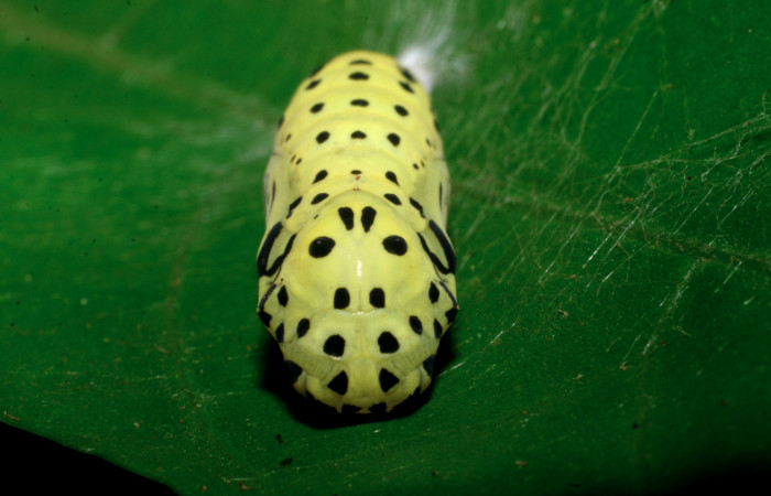 5. Pupa de <i>Chlosyne gaudialis</i></i>(Nymphalidae) mide 17 mm. Moga, Brasilia, 320 m. 08-SRNP-65483-DHJ443120.