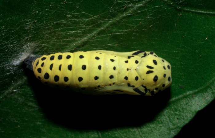 Fig. 6. Pupa de <i>Chlosyne gaudialis</i></i> (Nymphalidae) mide 17 mm. Moga, Brasilia, 320 m. 08-SRNP-65483-DHJ443121.