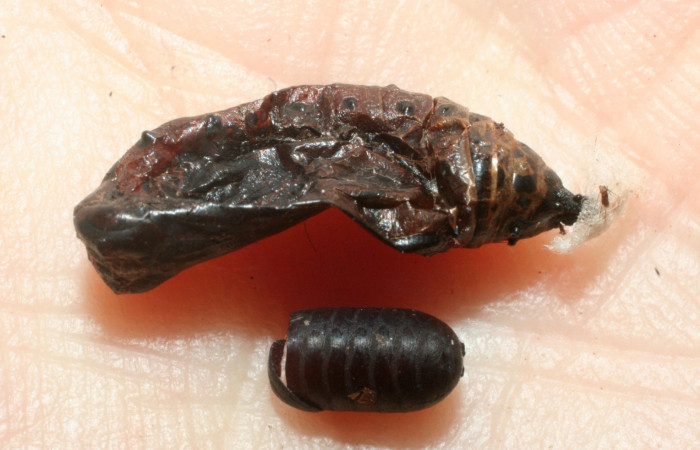 Fig. 7. Muda de Pupa de <i>Chlosyne gaudialis</i></i> (Nymphalidae) con puparium ya salió (Tachinidae) Colocho, Sertor Pitilla 375 m. 08-SRNP-32337-DHJ462423.
