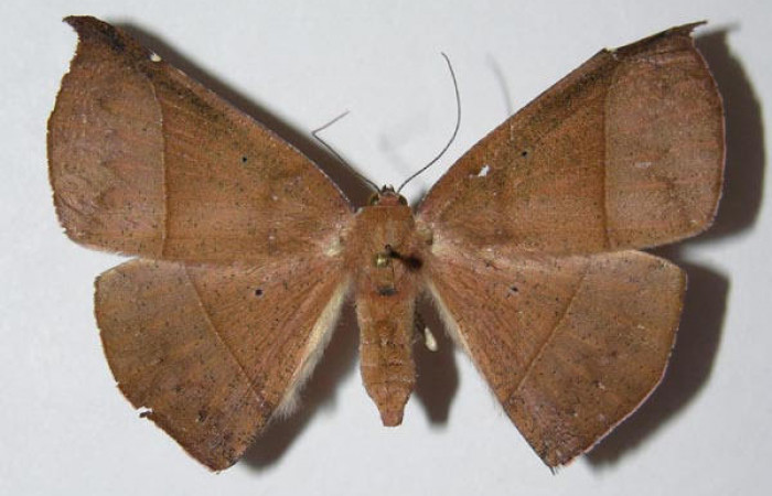 Fig.1. Hembra de <i>Herbita medama</i></i> en posición dorsal. Voucher : 05-SRNP-41200-DHJ326032.