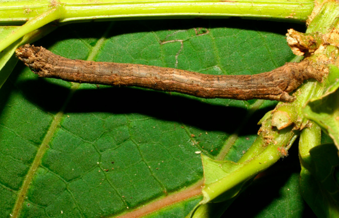 Fig.10. Larva de <i>Herbita medama</i></i>. Voucher : 11-SRNP-30407-DHJ481597.jpg.