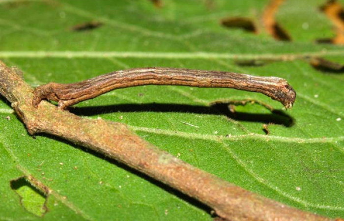 Fig.11. Larva de <i>Herbita medama</i></i>. Voucher : 13-SRNP-30642-DHJ700783.jpg.