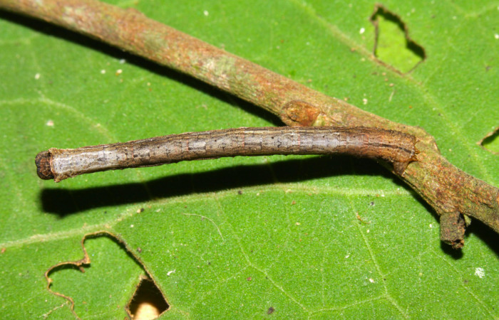 Fig.12. Larva de <i>Herbita medama</i></i>. Voucher : 13-SRNP-30642-DHJ700784.jpg