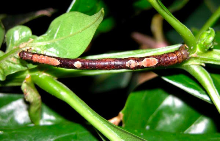 Fig.13. Larva de <i>Herbita lilacina</i></i>. Voucher : 05-SRNP-40700-DHJ406831.jpg.