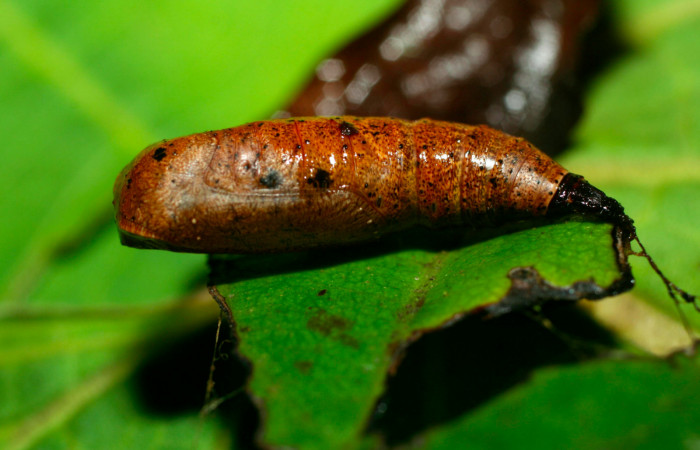 Fig.15. Pupa de <i>Herbita lilacina</i></i>, en posición lateral.  Voucher : 08-SRNP-31362-DHJ440277.jpg.